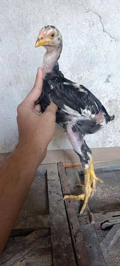 Aseel Burmi X Turkish chicks