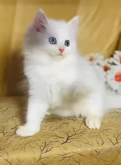(Persian female kitten) (for sale all) (Pakistan delivery available)