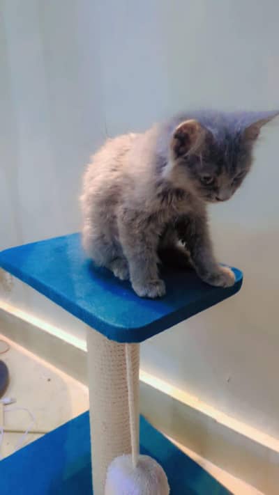 Cat For Sale