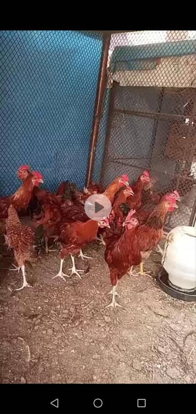 golden misri hens