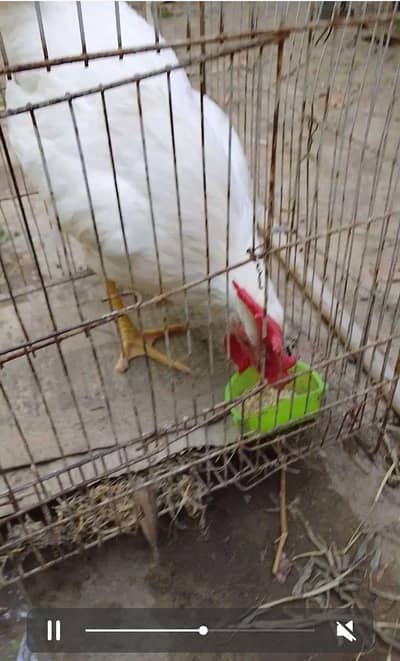 3 hens for sale