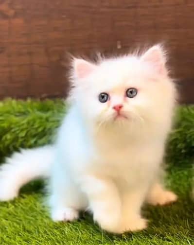 (Persian female kitten) (for sale all) (Pakistan delivery available)