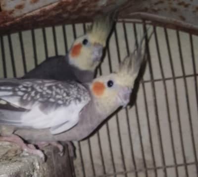 Brown Cockatiel adult breeder
