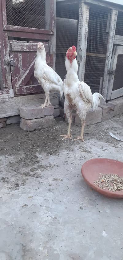 white pair