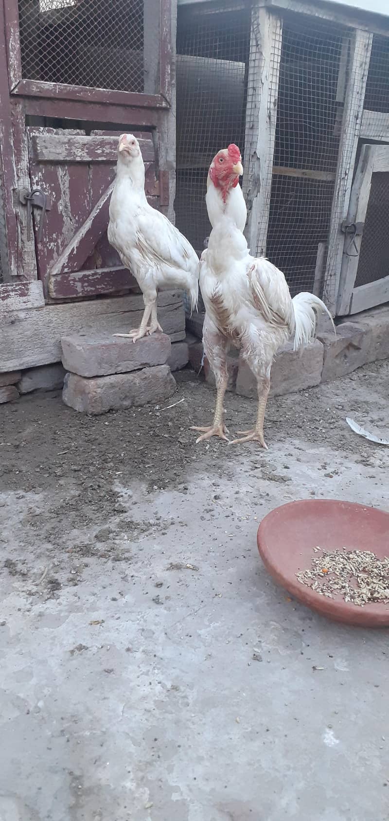 white pair 0