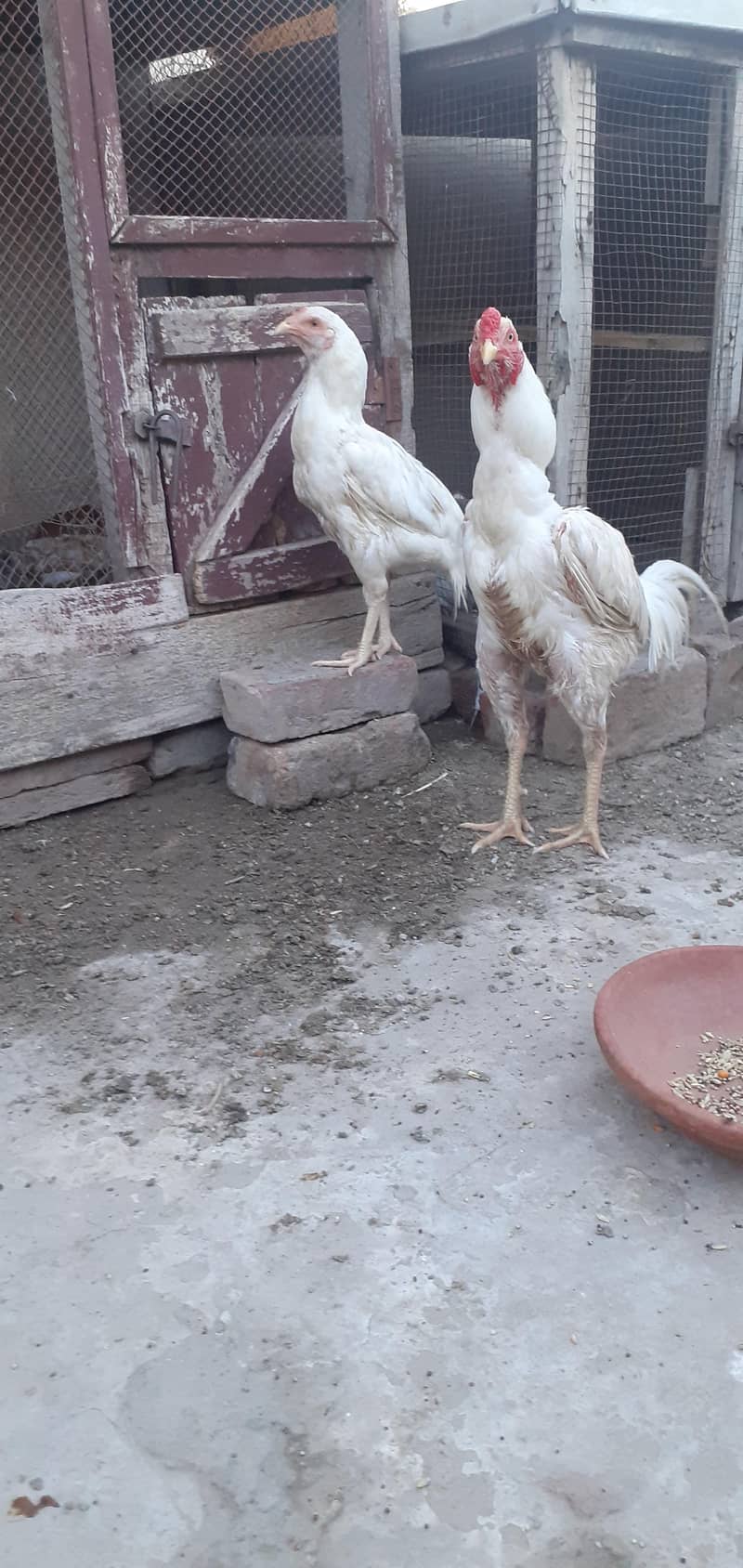 white pair 1