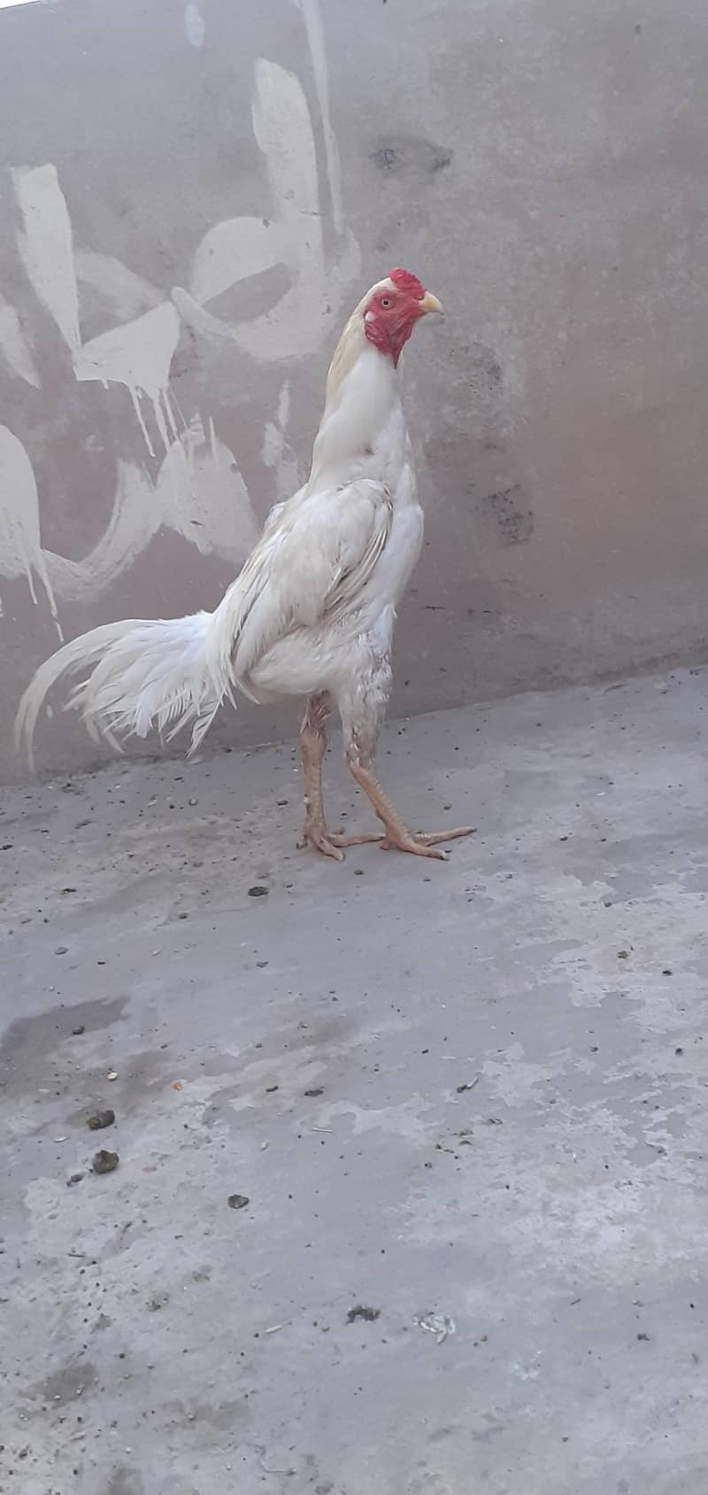 white pair 4