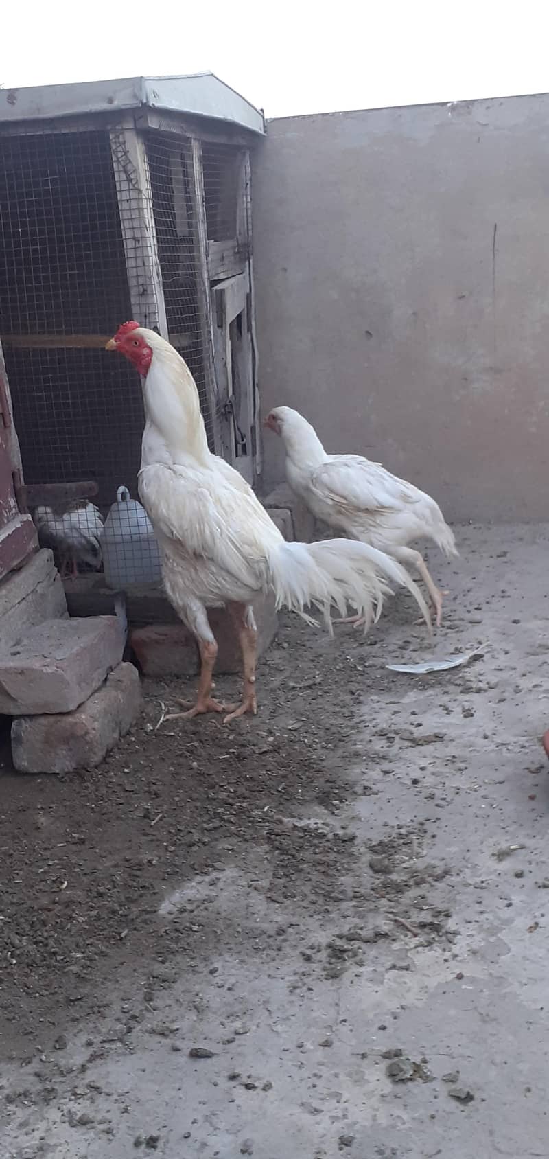 white pair 6