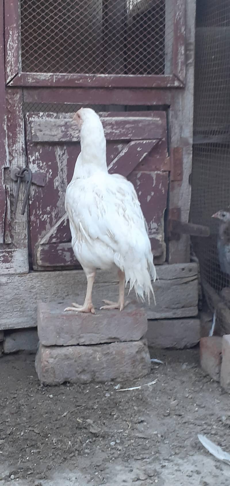 white pair 8