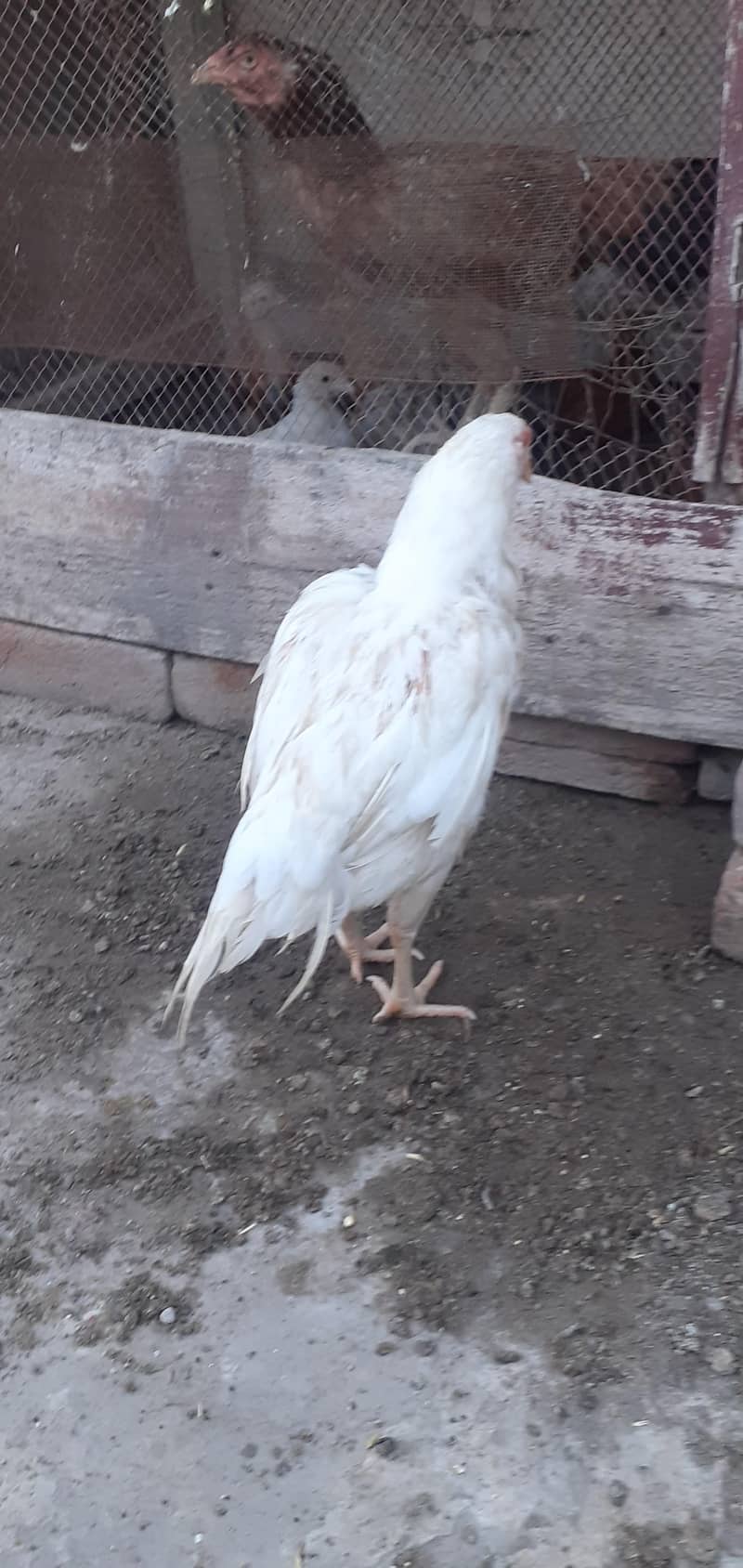 white pair 12