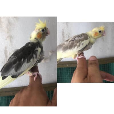 cocktail chick and love brds