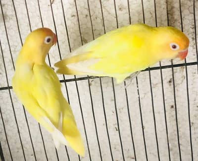LLove birds cremino pair