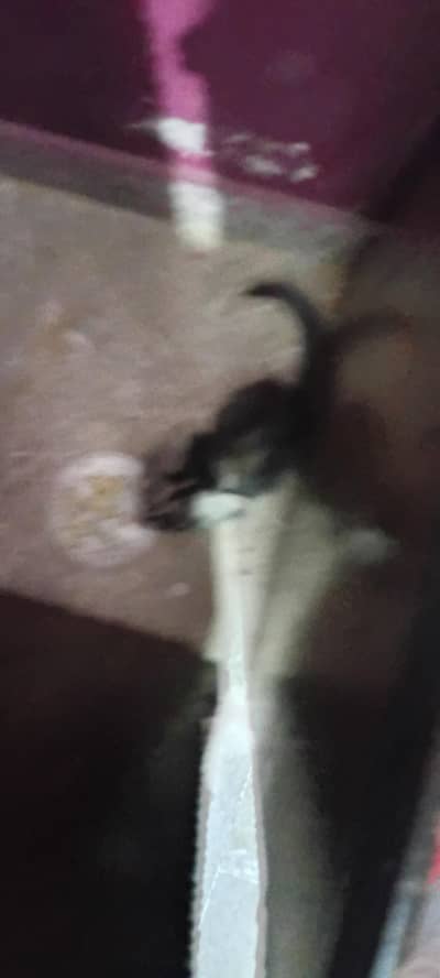 black cat