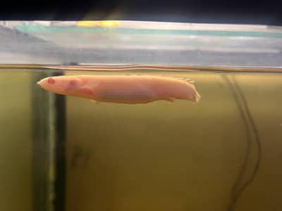 albino Bicher