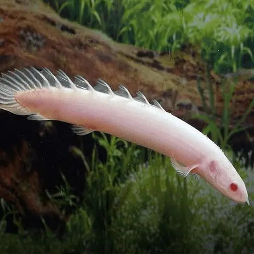 albino Bicher — photo 2