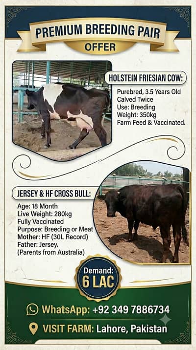 2 janwar in 6 lac l Cow For Sale| Fresian Cow | Jersey and HF Bull