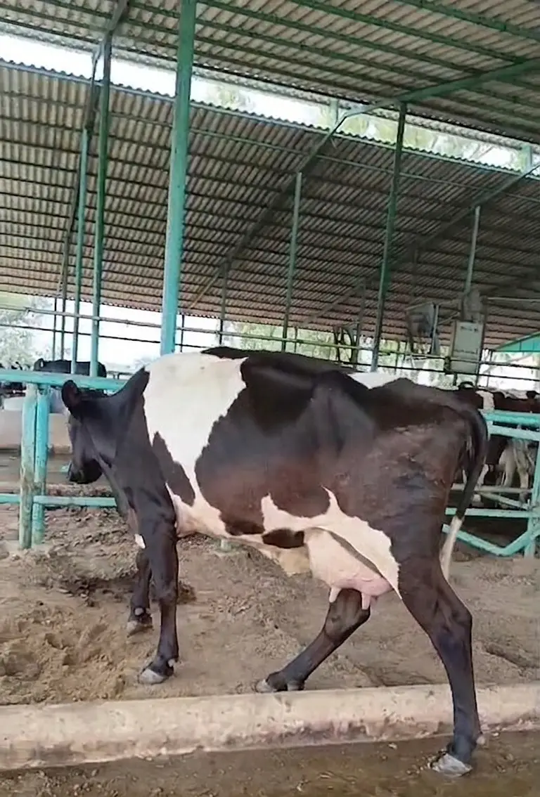 2 janwar in 6 lac l Cow For Sale| Fresian Cow | Jersey and HF Bull — photo 3