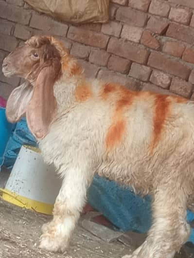 Dasi Leela sale