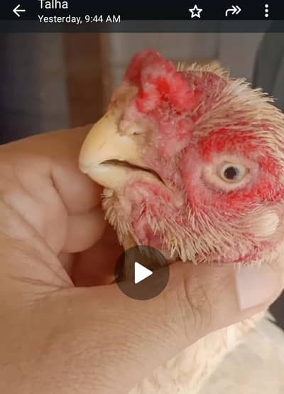 PARROT BEAK. . 03139874002. .