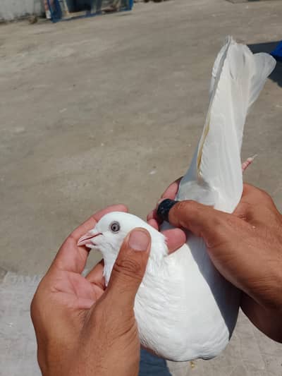 pigeon for sale