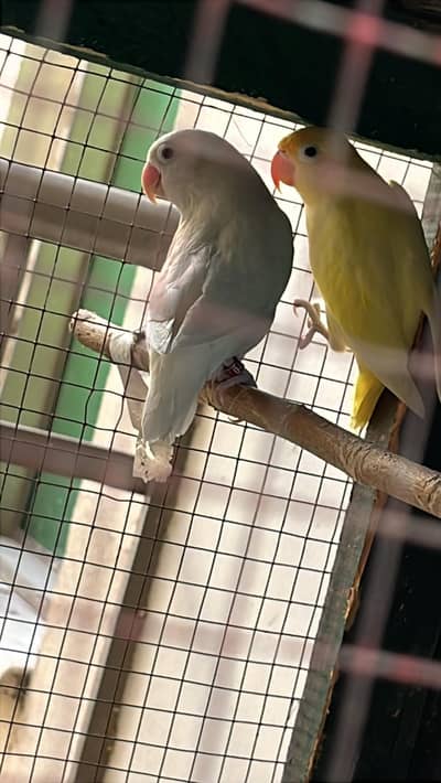 Breeder Love birds for sale urgent