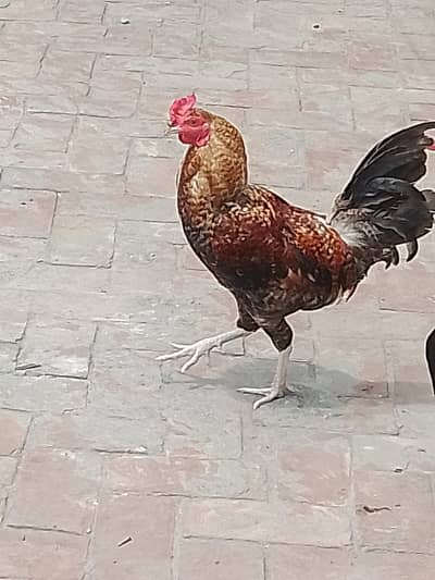 Aseel cros murgha for sale