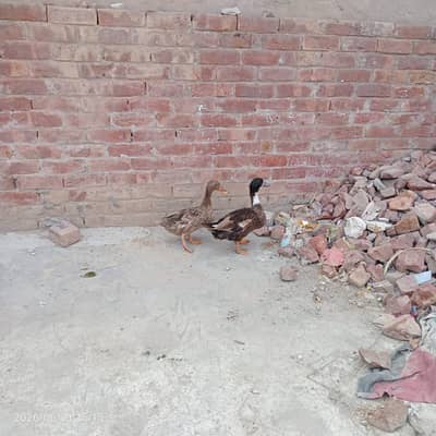 Duck pair