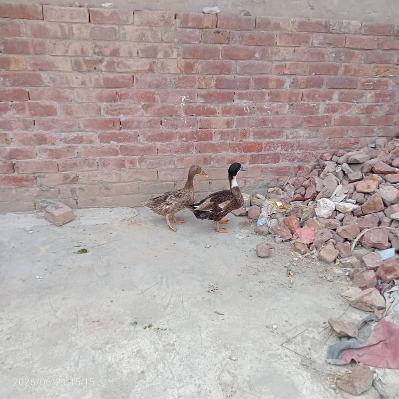 Duck pair 0