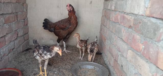 For sale