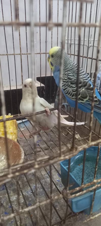 21 budgies parrots (3 are baby budgies) with 2 cages , 1 box,  3 matki