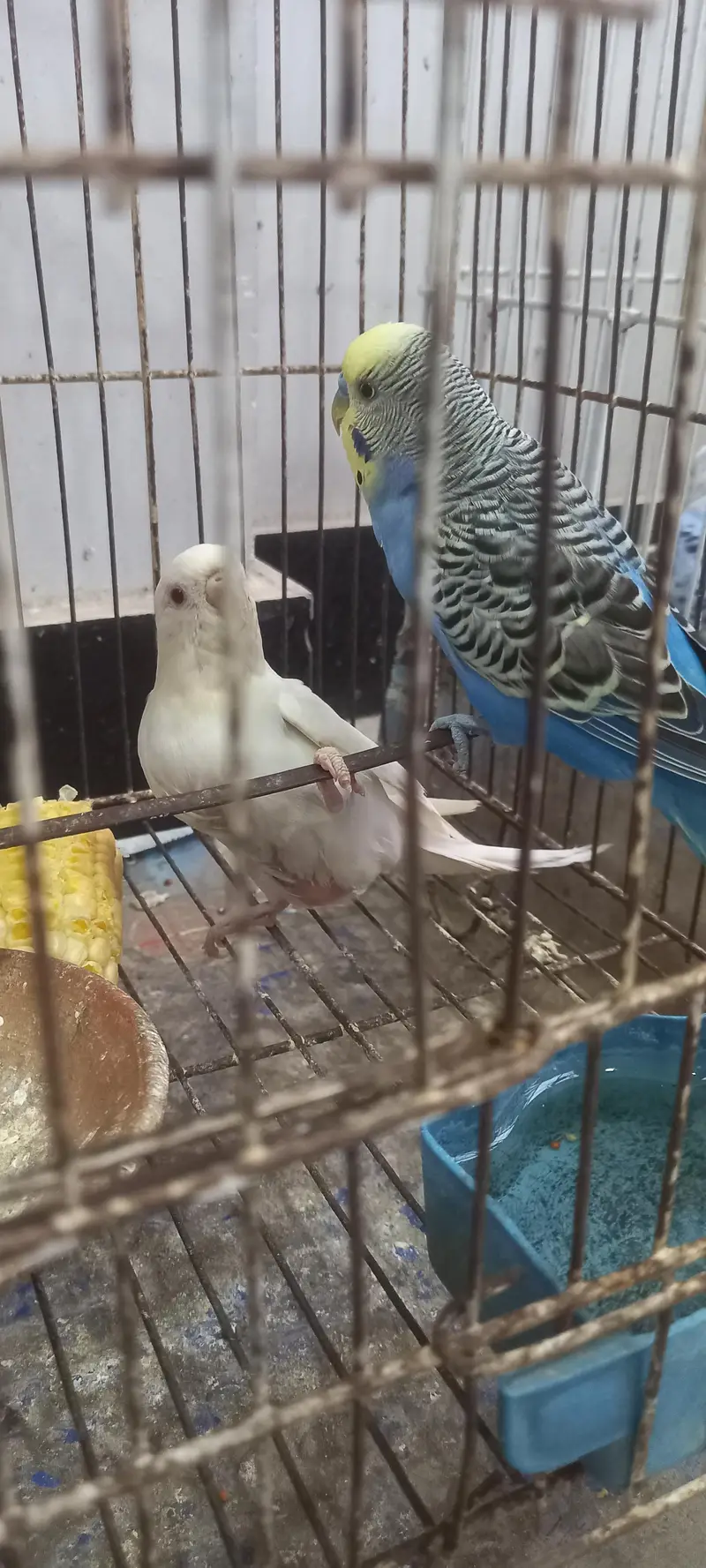 19 budgies parrots (3 are baby budgies) with 2 cages , 1 box,  3 matki