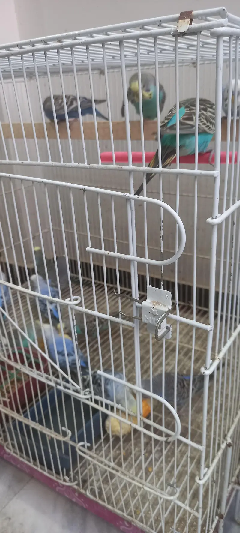 19 budgies parrots (3 are baby budgies) with 2 cages , 1 box,  3 matki — photo 2