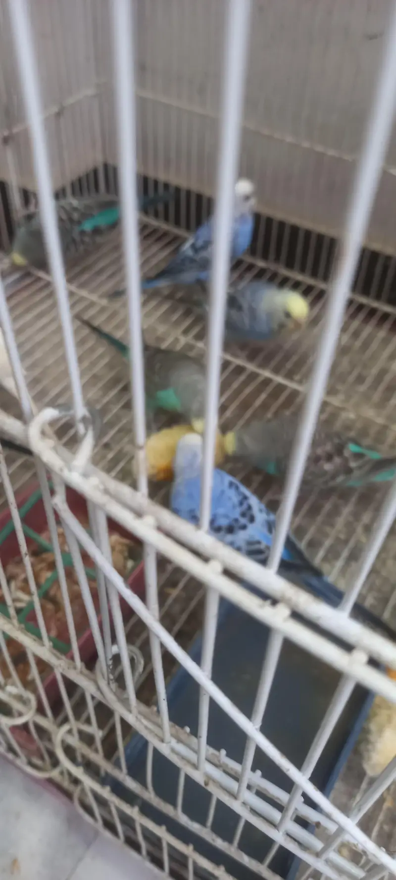 19 budgies parrots (3 are baby budgies) with 2 cages , 1 box,  3 matki — photo 3