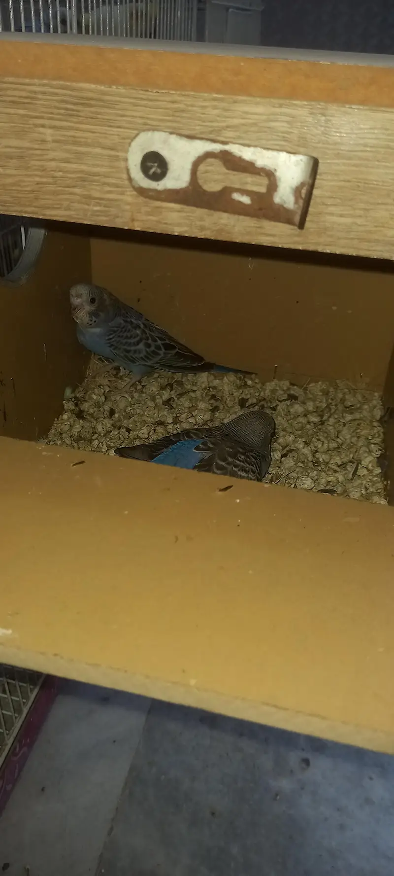 19 budgies parrots (3 are baby budgies) with 2 cages , 1 box,  3 matki — photo 4