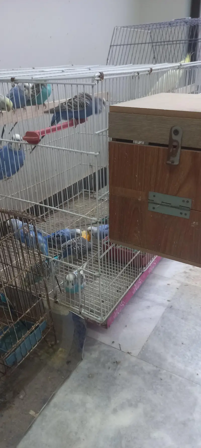 19 budgies parrots (3 are baby budgies) with 2 cages , 1 box,  3 matki — photo 5