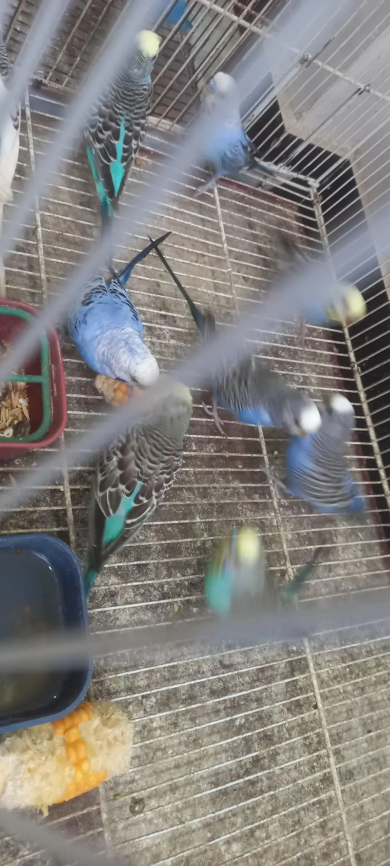 19 budgies parrots (3 are baby budgies) with 2 cages , 1 box,  3 matki — photo 6