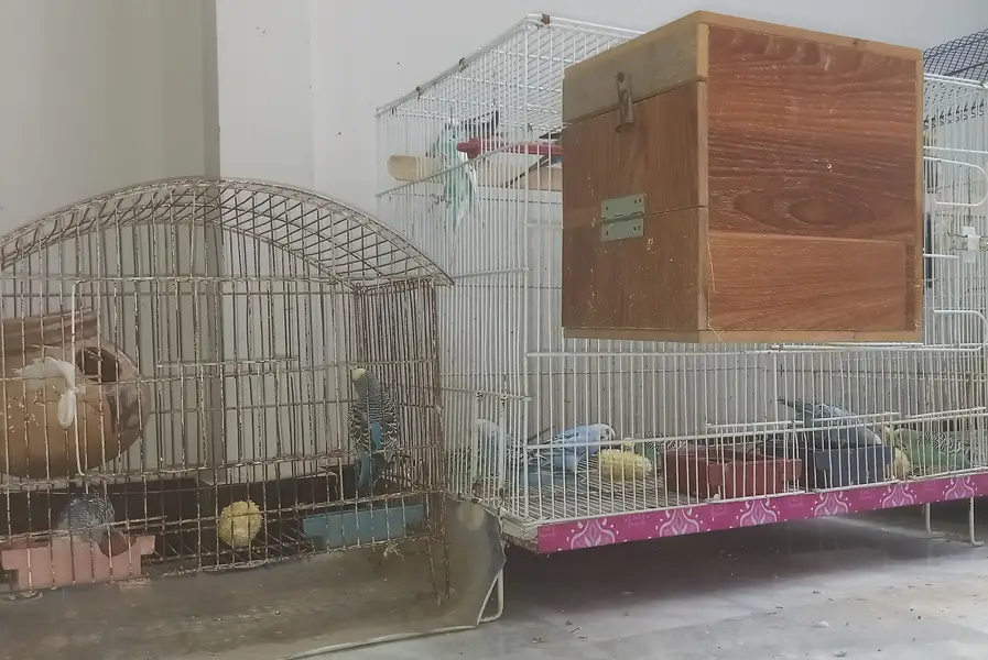 19 budgies parrots (3 are baby budgies) with 2 cages , 1 box,  3 matki — photo 7