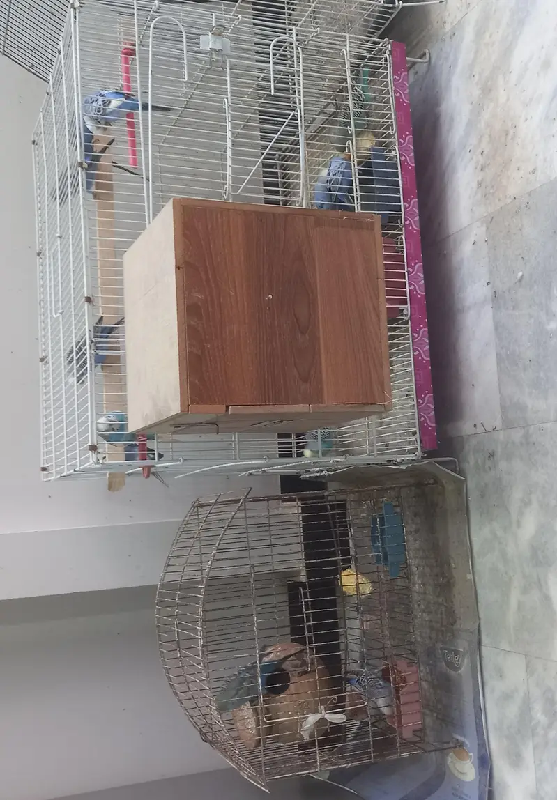 19 budgies parrots (3 are baby budgies) with 2 cages , 1 box,  3 matki — photo 8