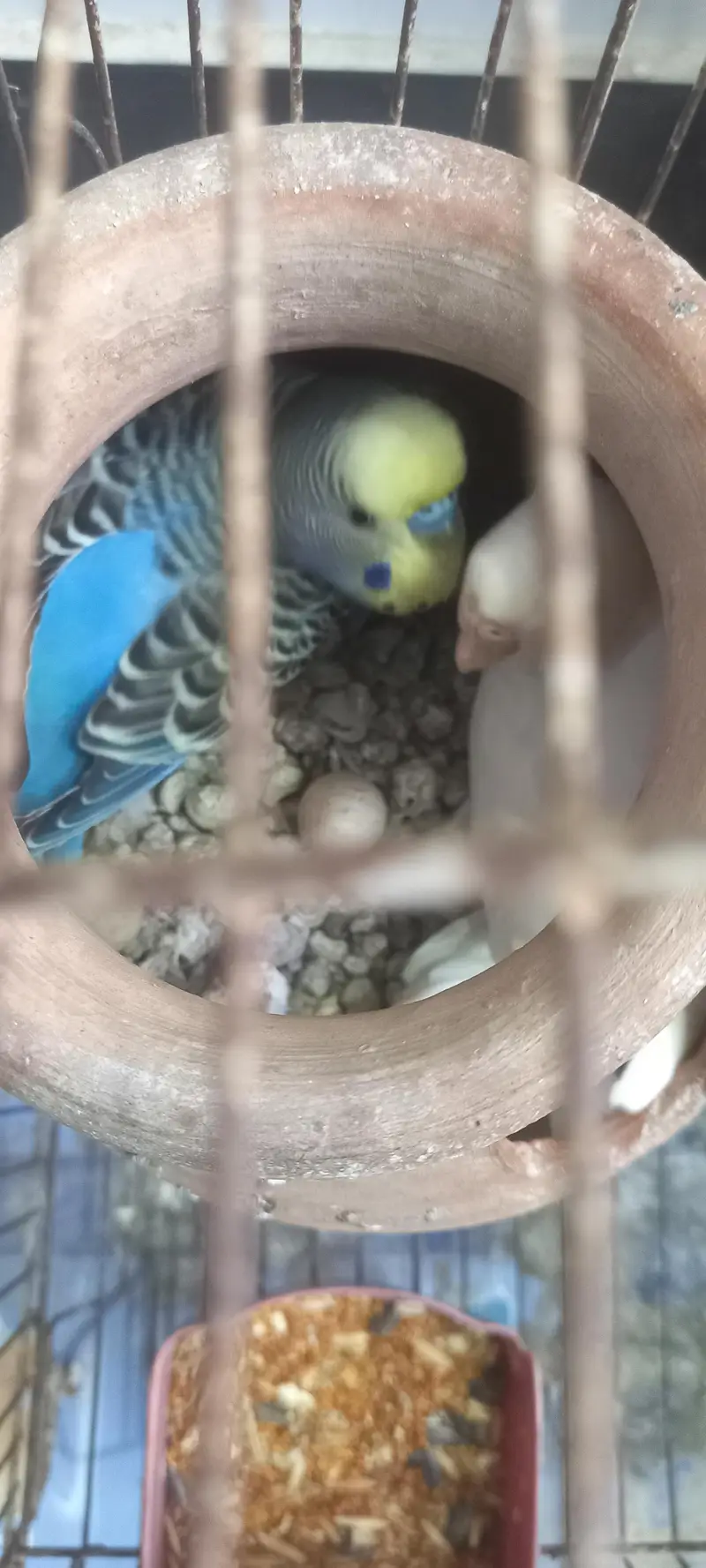 19 budgies parrots (3 are baby budgies) with 2 cages , 1 box,  3 matki — photo 9