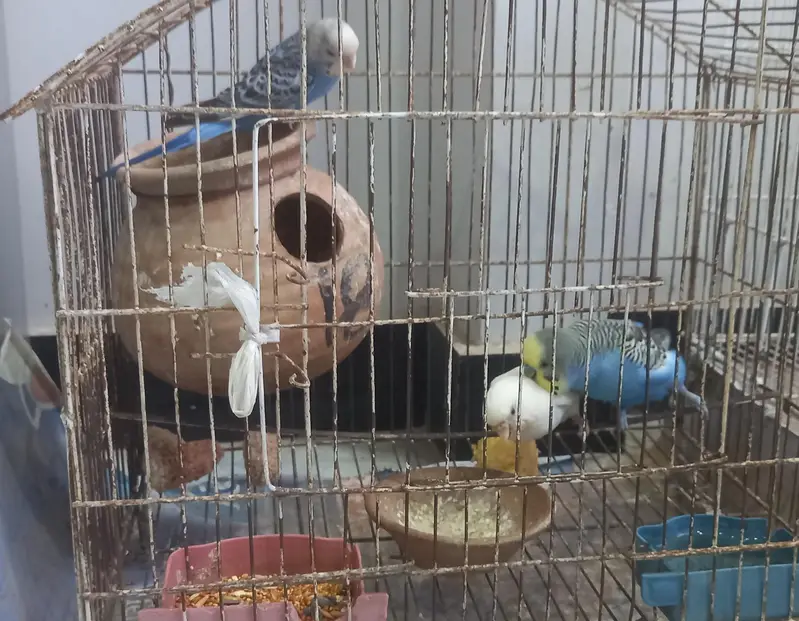 19 budgies parrots (3 are baby budgies) with 2 cages , 1 box,  3 matki — photo 10