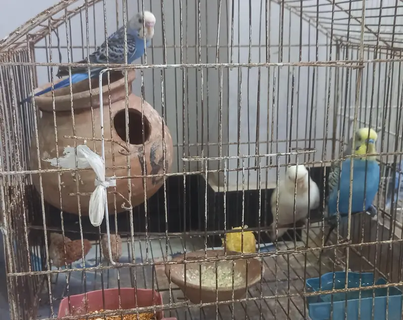 19 budgies parrots (3 are baby budgies) with 2 cages , 1 box,  3 matki — photo 11