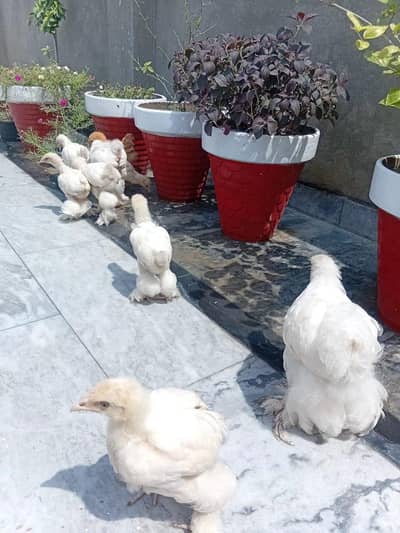 white heavy Cochin chick Age: 2 month plus