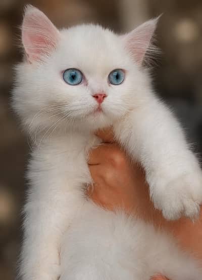 triple coated aqua eye Persian kitten