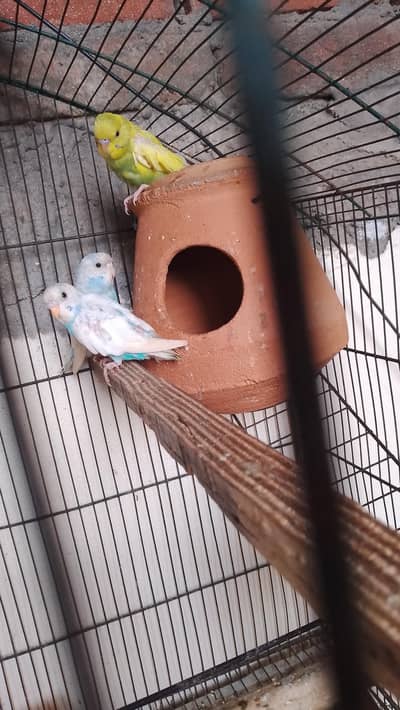 Australian 6 piece for sale active and healthy