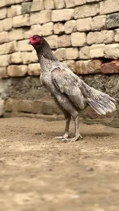 aseel mianwali female saleta colour