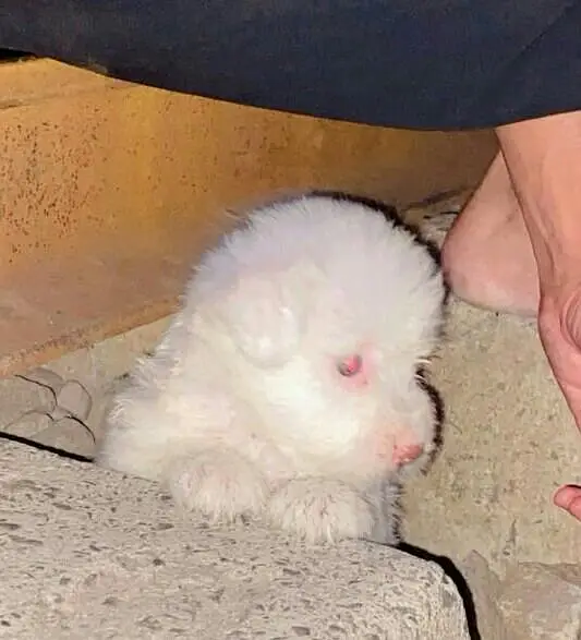 family dog