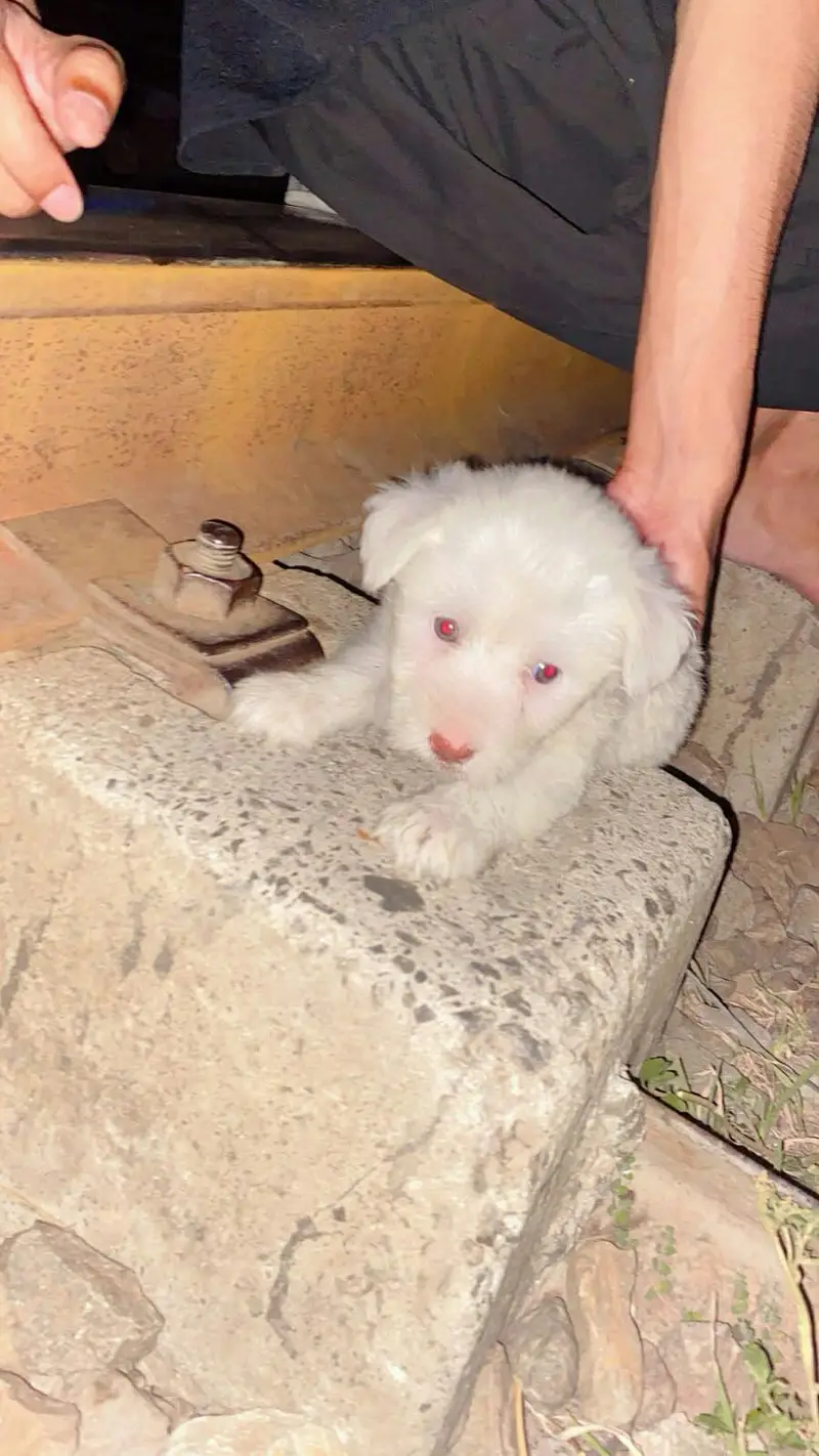 family dog — photo 2