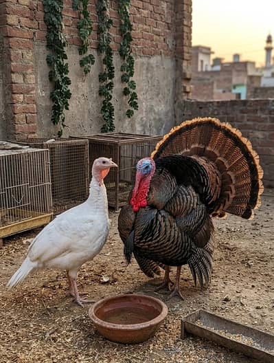 WANTED! 2 months old turkey brids nankana sahib me chahiye