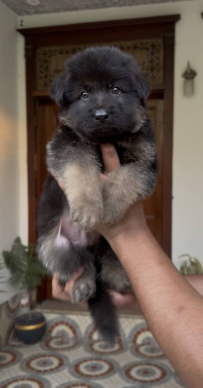 German shepherd Male pup from pedi parents