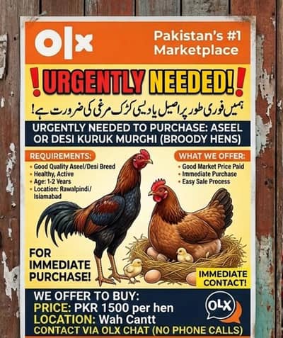 Kuruk Aseel / Desi Murghi Urgently Need